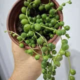 Комнатные растения 5