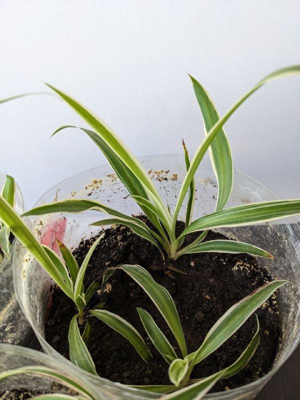 Хлорофитум отростки укоренившиеся