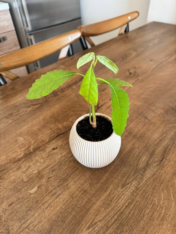 Сансевиерия, Авокадо, Каланхоэ комнатные растения 3