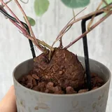 Диоскорея слоновья 1
