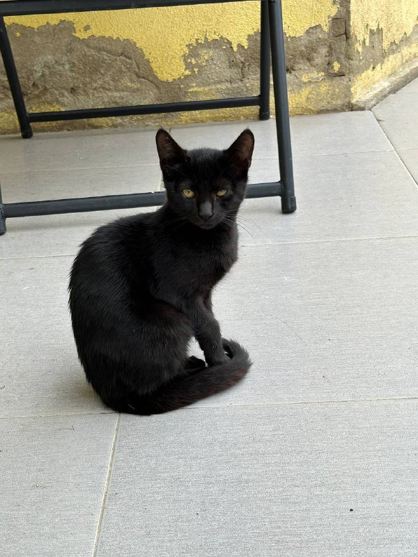 Котята бесплатно 3