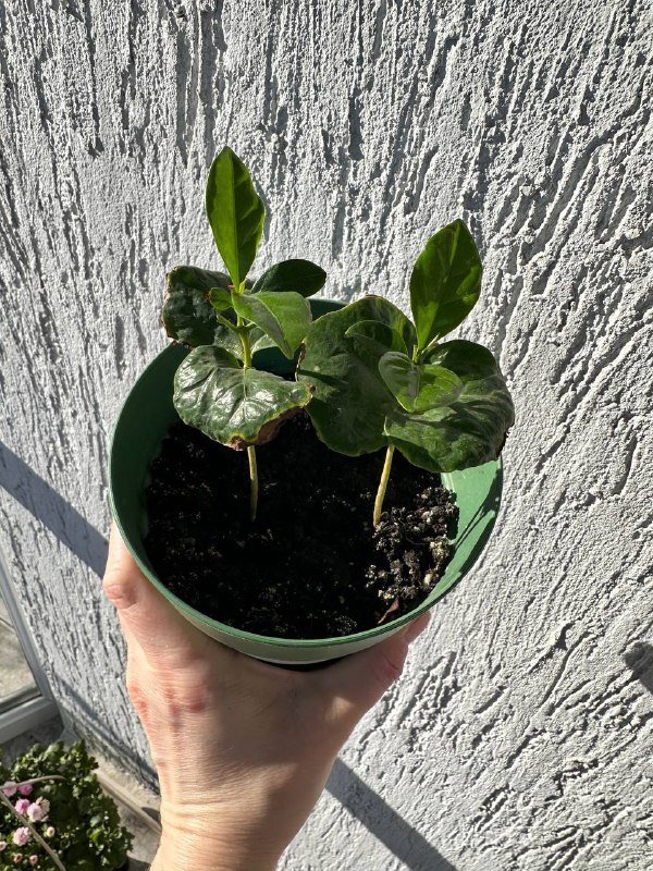 Кофе арабика 2 ростка в горшке 2