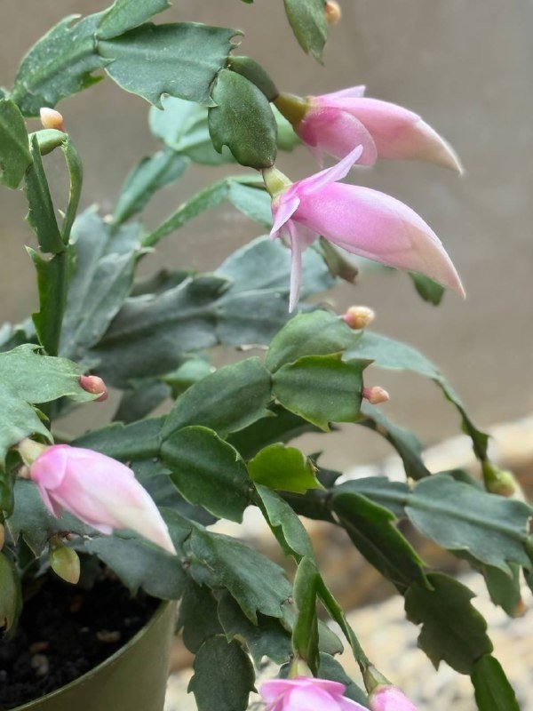 Растение Дикабрист цветущее 2