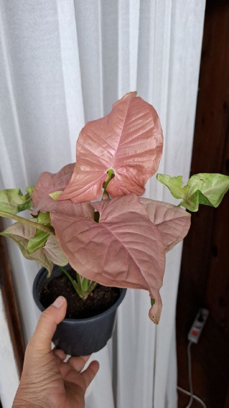 Строманты, Хлорофитум, Отросток монстеры, Молочай эуфорбия, Кампелия 7