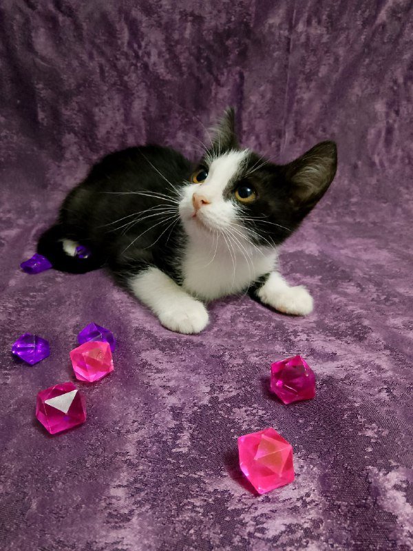 Котенок Леди для дома 4