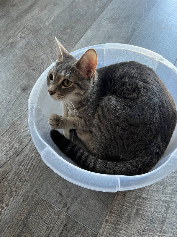 Серая кошка Соня ищет дом 5