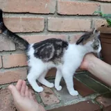 Котенок Космо 6