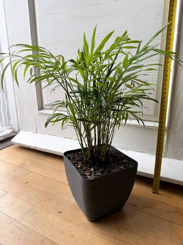 Комнатные цветы с горшками Фикус, Авокадо, Пальма, Вриезия, Гипоэстес 4