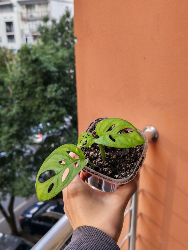 Спатифиллум, Монстера манки, Сингониум 2