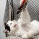 Кошка Царица 3