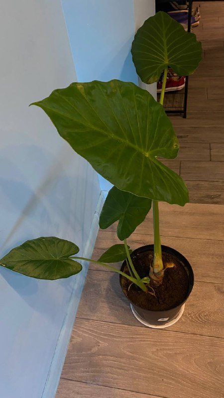 Стул кресло, Айкос, Растение алоказия 8