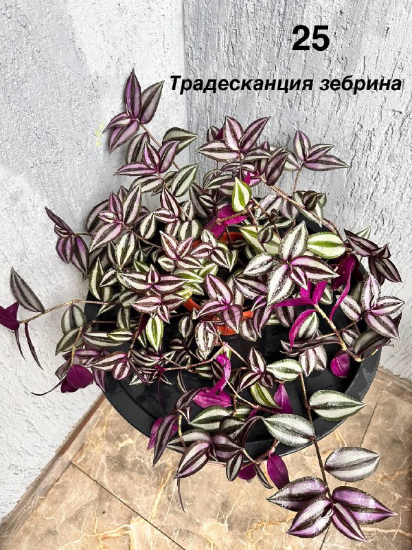 Комнатные растения традесканция, авокадо, цитрусы, азалия, пуансеттия, хризантемы 6