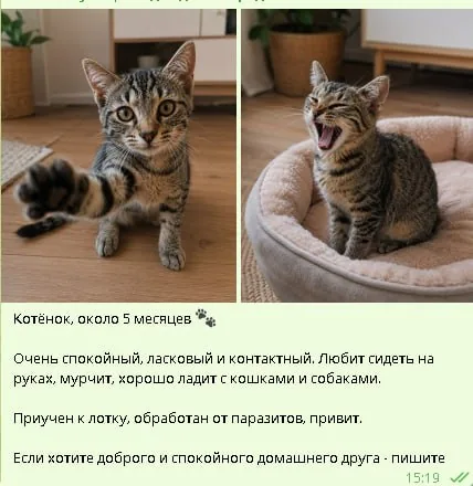 Котёнок