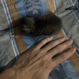 Котёнок в добрые руки 3