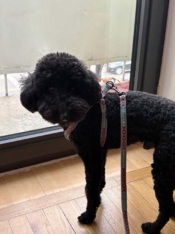 Переноска-рюкзак, шлейки, ошейники, игрушка, когтерез, расческа для собак и кошек 5