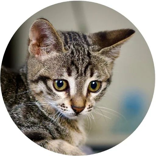 Котенок Ирина