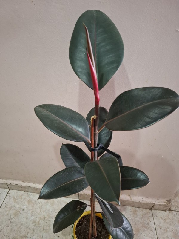 Портулак, суккуленты, папоротник, оттона, фикусы 10