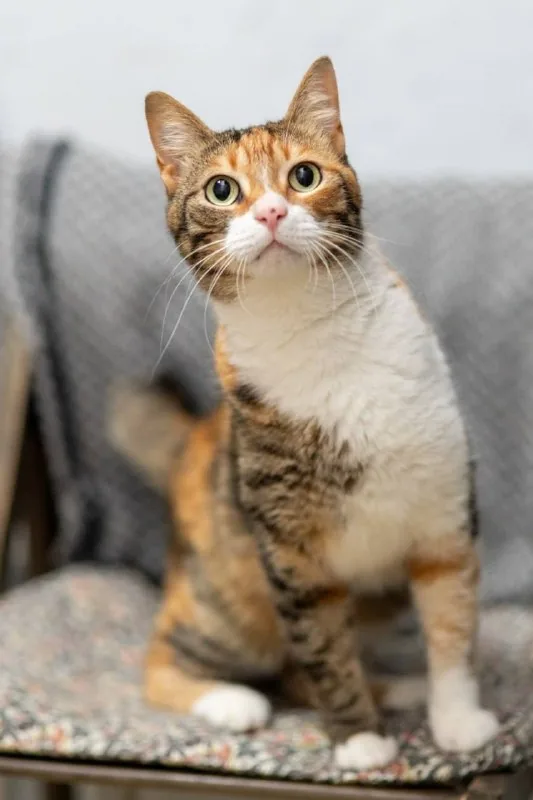 Кошечка Кичи 1