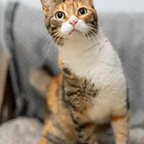 Кошечка Кичи 1