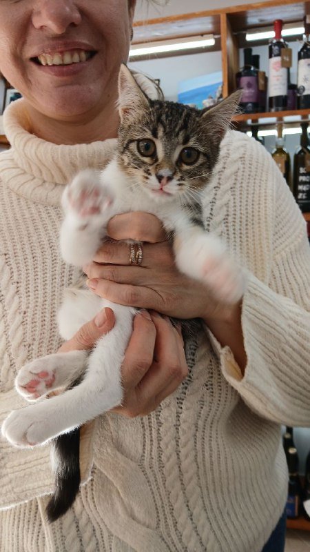 კნუტი სამართლიან და მზრუნველ სახლში ბათუმში და თბილისში 4