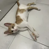 Котёнок Дизель 3
