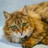 Кот 2