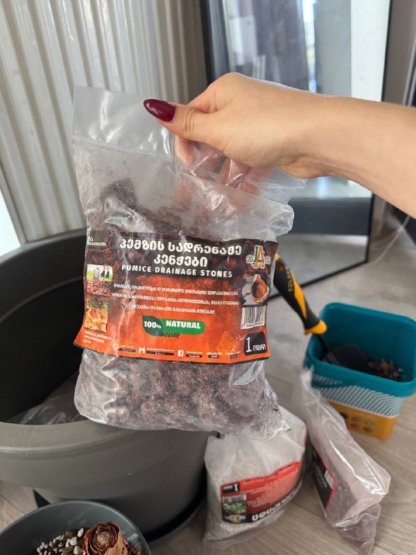 Аспарагус перистый большое комнатное растение 6