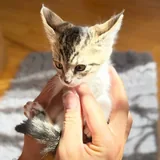 Кошка Белка 1