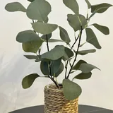 Лампы, корзина-кашпо с растениями, эвкалипт, дозаторы 3