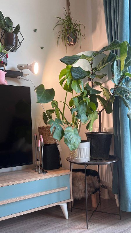 Фикус Лирата, бегония гибрид рекс 2