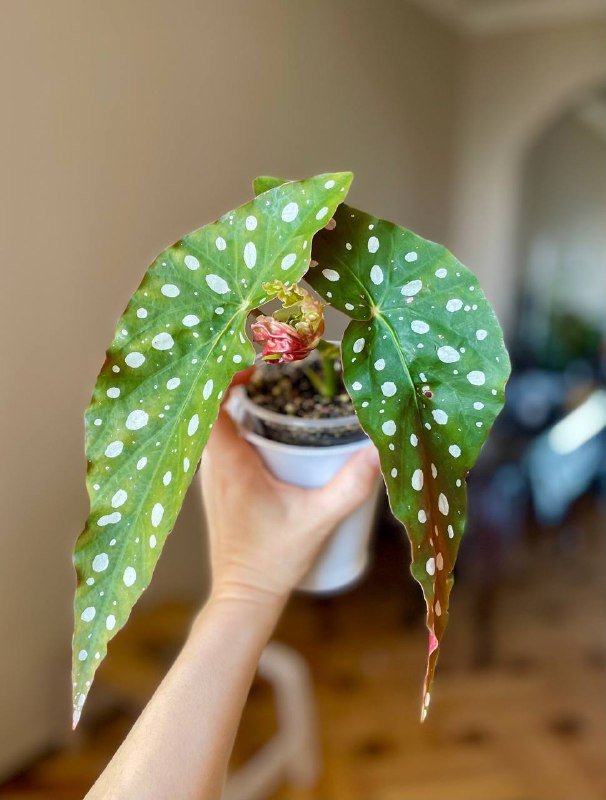 Бегония макулата в прозрачном стаканчике