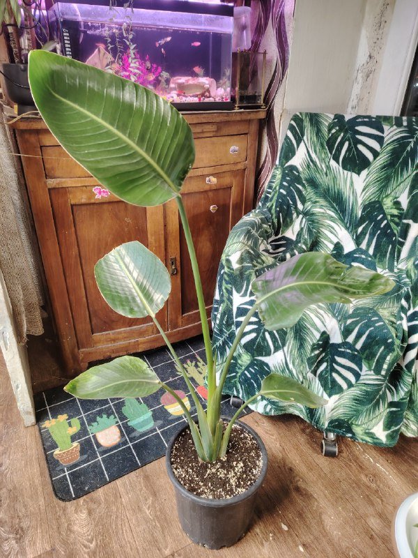 Стрелиция Николая