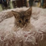 Котёнок с домиком и когтеточкой 3