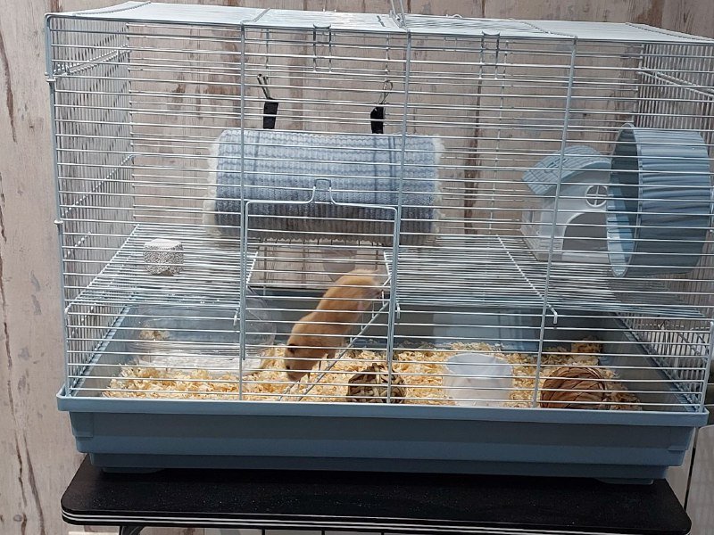 Клетка с сирийским хомяком