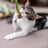 Котенок Сириус 4