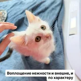 Кошеня Ангора шукає люблячу сім’ю 2