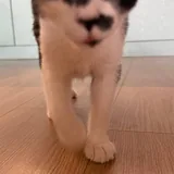 Кошка Звёздочка 7