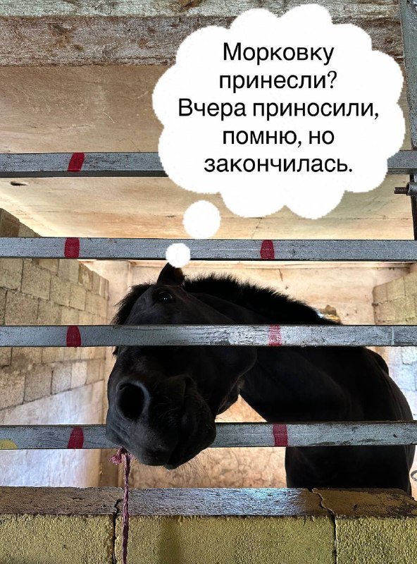 Конные туры с конным клубом Шекветили