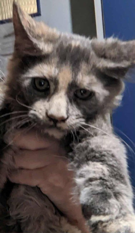 Котята мейнкуны 3 месяца привитые воспитанные 3