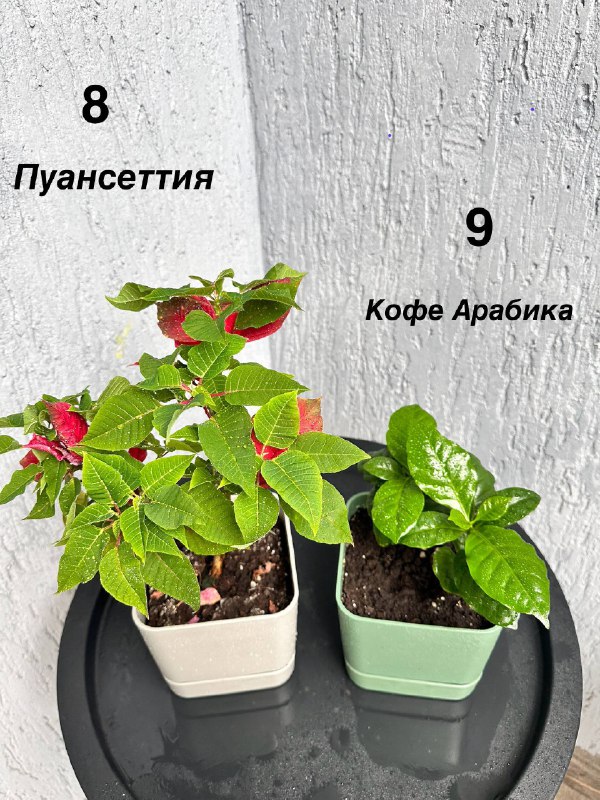 Традесканция зебрина, кофе арабика, цитрусы, авокадо, пуансеттия, азалия розовая, мини-хризантемы 6