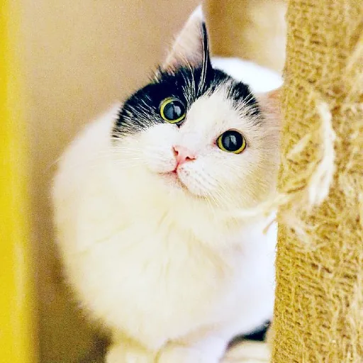 Кошка Мовита