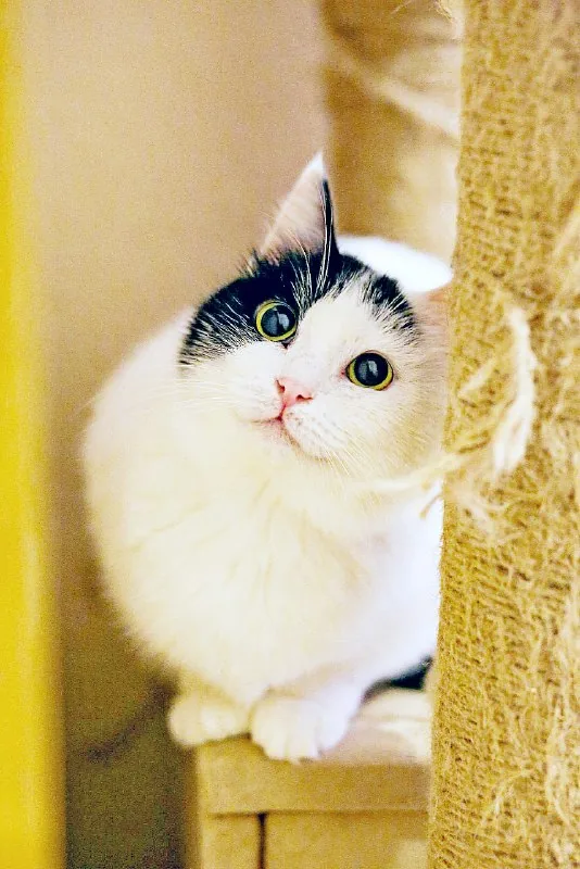 Кошка Мовита 1