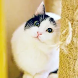 Кошка Мовита 1