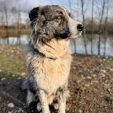 Шторм, метис крупной породы 4