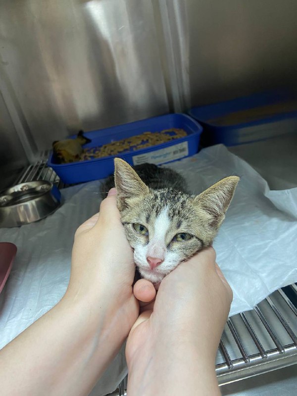 Котёнок Бориска, 2.5 мес, здоровый, ласковый 2