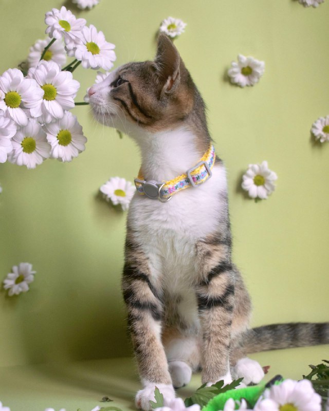 Котёнок Васька ищет дом 4