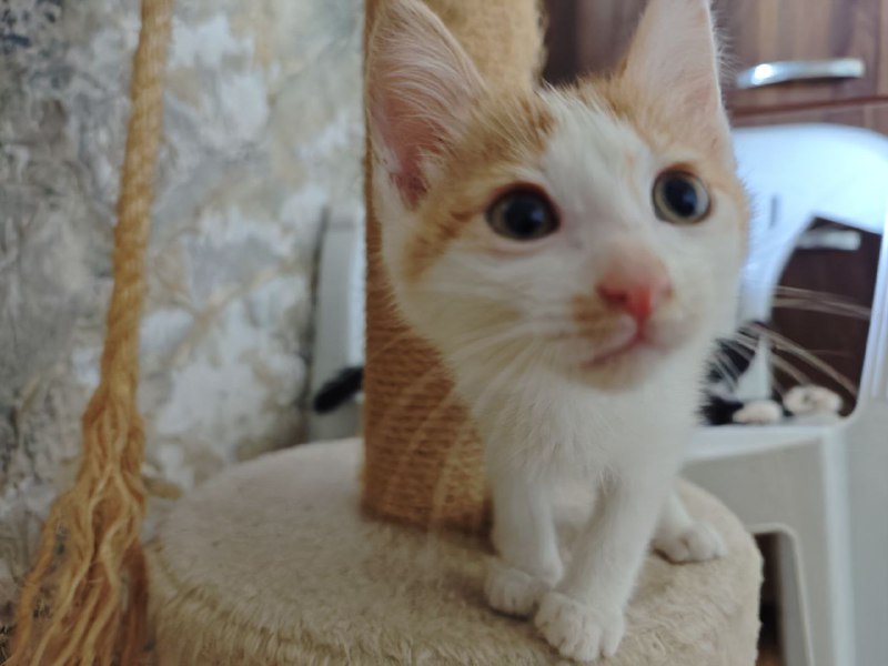 Котята Миска и Кастрюлька ищут дом 4