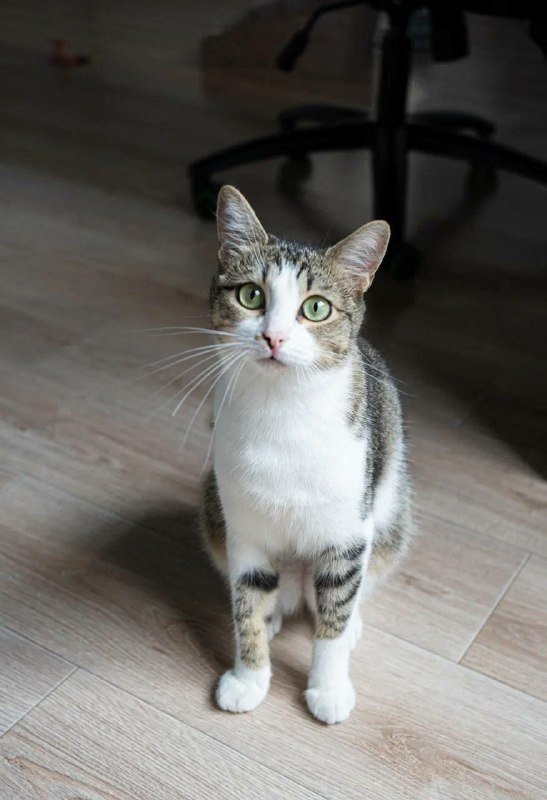 Кошка Сабрина ищет дом 2