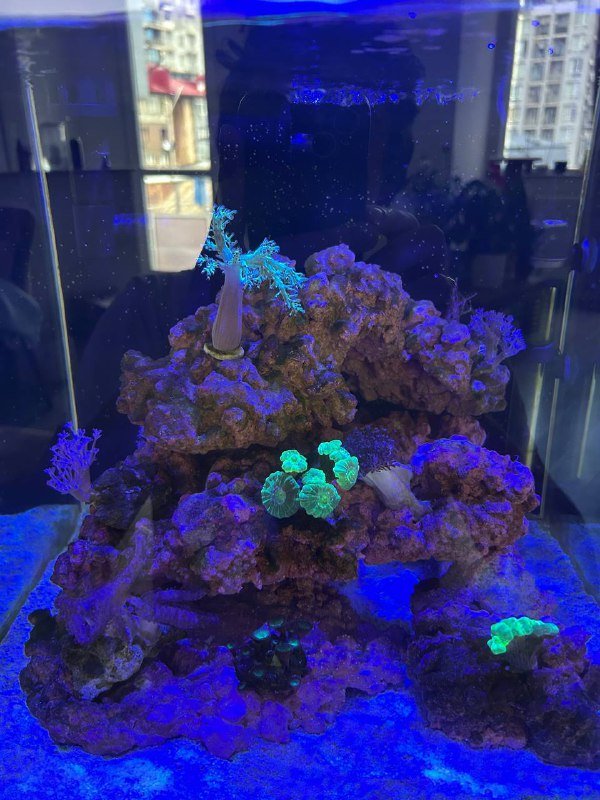 Морской аквариум под ключ с оборудованием и кораллами