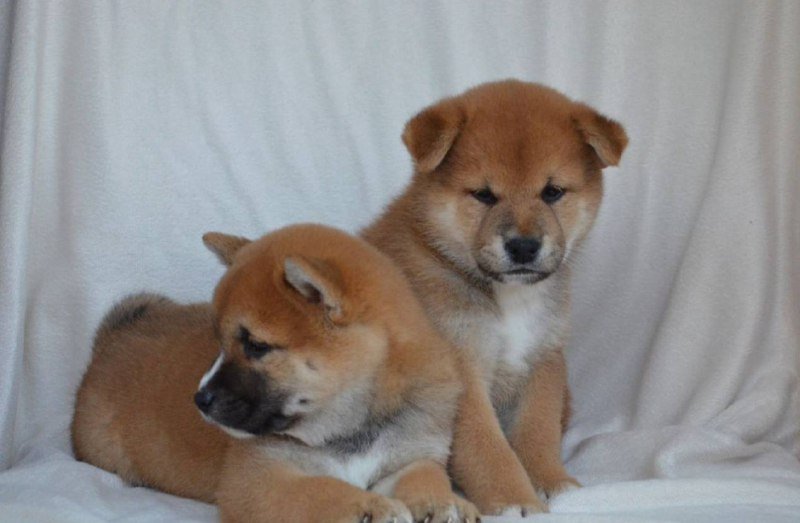 Щенки Сиба Ину, два мальчика и две девочки